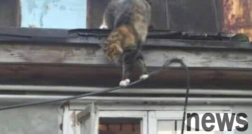 Cat climbs to the roof to rest, then takes a shortcut when returning to the nest and frightens its owner