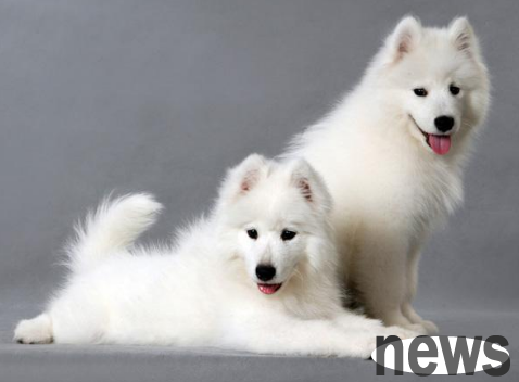 How many dogs have been harmed by these so-called 