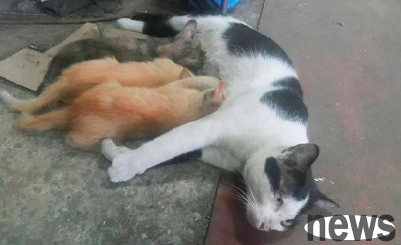 From a distance, you can see the cat lying down and nursing. If you look closer, it stays in place.