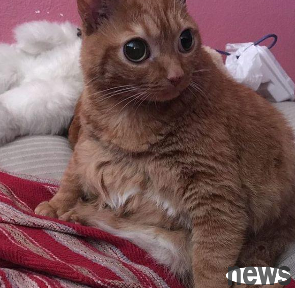 The handsome guy with big eyes in the cat world, his big eyes are his trump card