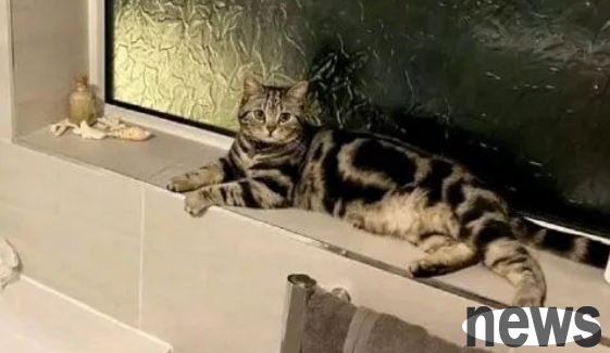 What is it like to suddenly have a cat in your home? There are such good things in the world!