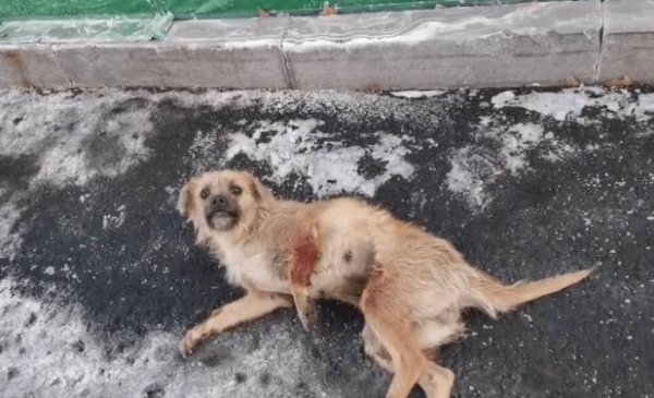 Helpless stray dog ​​waited for rescue, but failed to survive