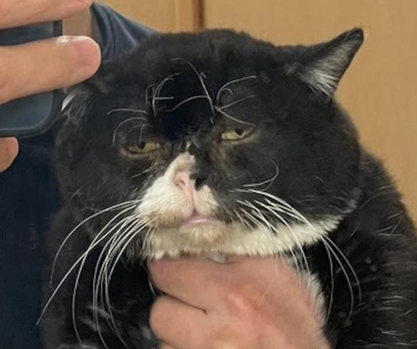 Japan s 1-year-old Mercedes-Benz cat has seen through the cat life and was selected as a tourism ambassador