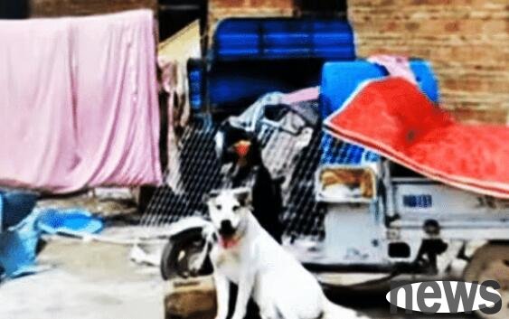 An old man in Anhui was bitten to death by a neighbor s vicious dog. New developments: The dog owner said that 