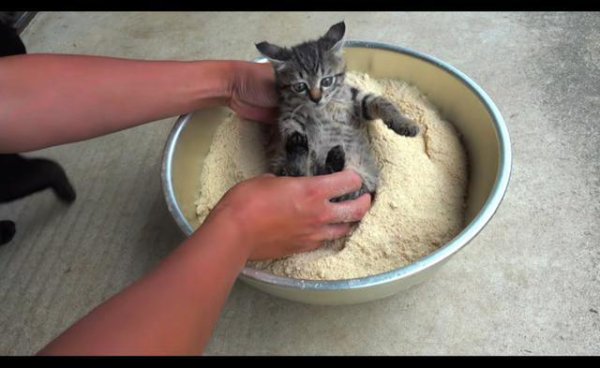 The owner smeared rice bran powder all over the cat’s body, thinking it was going to be put in a frying pan. The cat: The kids next door were so greedy that they cried.