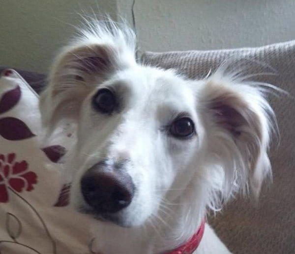 Those dogs who were not doing their jobs for years now can only make a living by being cute...