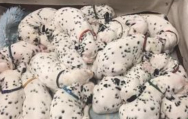 The puppy at home gave birth to a litter of Maiden dogs, and they formed a bunch of cute monsters. It was really cute.