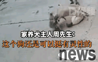 A stray mad dog pounced on the little boy and bit him. His own dog rushed up and bit the mad dog away!