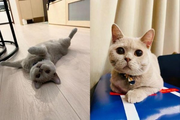 The cat cooperates with his 4-year-old brother as a model and completes school assignments. He is called the 