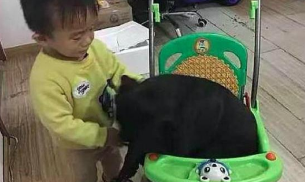 The child s car was occupied by the dog, and no matter how hard he pulled it out, he couldn t get out. The dog said: I m a little baby!