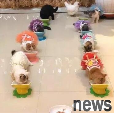 In order to take good care of a group of cats at home, the owner raised a cat-herding chicken at home. Netizen: He is so talented.