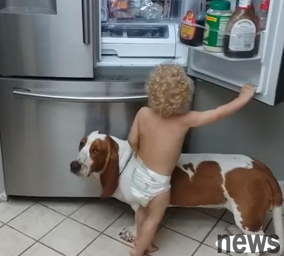 The baby opened the refrigerator to look for ingredients, and the dog was willing to use it as a seat cushion, but the result was ridiculous