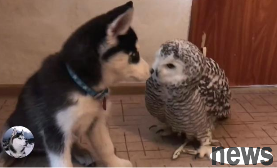 The owner gave Erha an owl, but a tragedy happened a year later