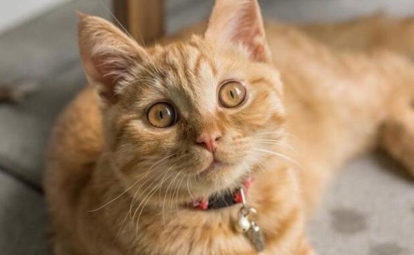 Complications of dog and cat sterilization surgery - iatrogenic ureteral injury and postoperative abdominal bleeding, how to deal with it?