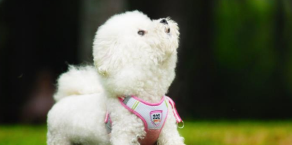 Do pet dogs also have blood types? Be careful not to know your dog’s blood type as it can kill him!