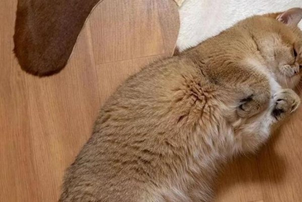 This cat really can’t be masturbated. The poop shoveler: You’re not fat, you’re just fluffy!