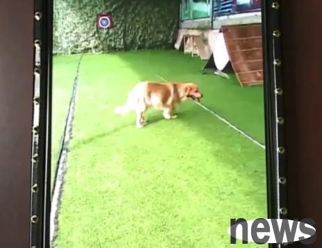 After sending his pet dog to a training class, he died of heat stroke. The court ordered the training institution to compensate the training institution 17,400 yuan in first instance.