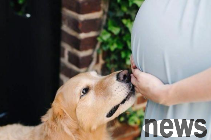 Because she is pregnant, my mother-in-law wants to give away her pet dog. Are we really not allowed to have a dog if we quarrel every day over this?