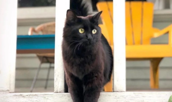 The plot is intense and funny, and it’s super interesting for an American couple to put their domestic cats in various movies.