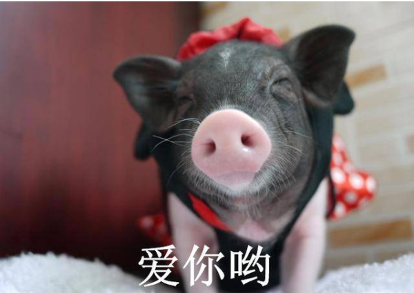 We have seen many people picking up cats and dogs. A netizen actually picked up this little animal on the roadside.