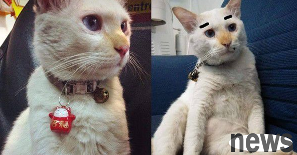 In 2014, I held a cat with a bad face in both hands. In 2019, I have only empty hands.